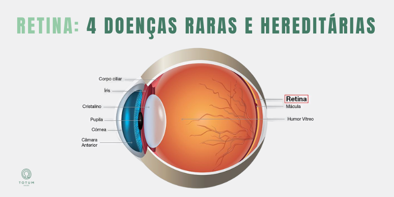 o que é retina?